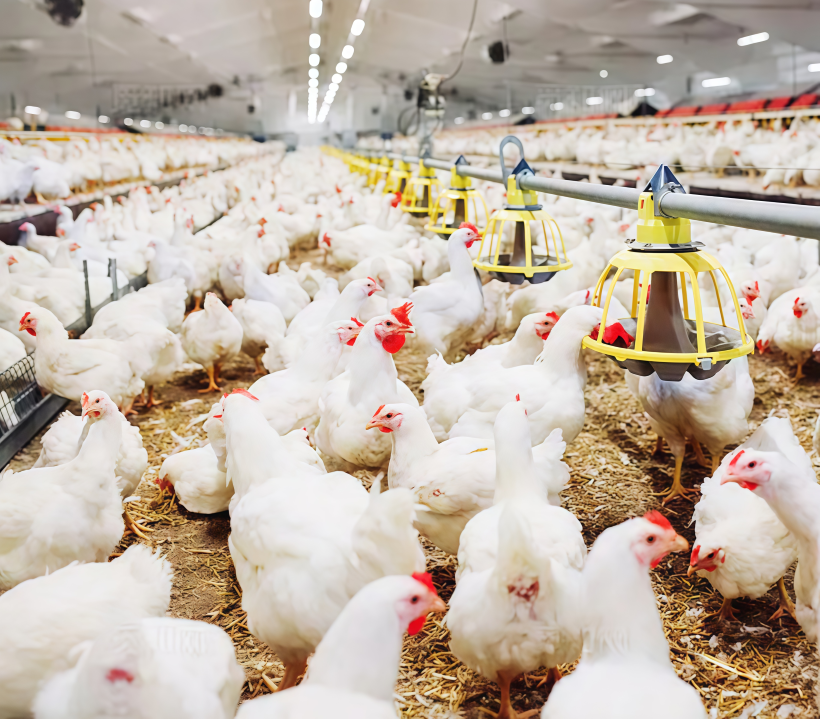 Precision Ventilation for Poultry Houses